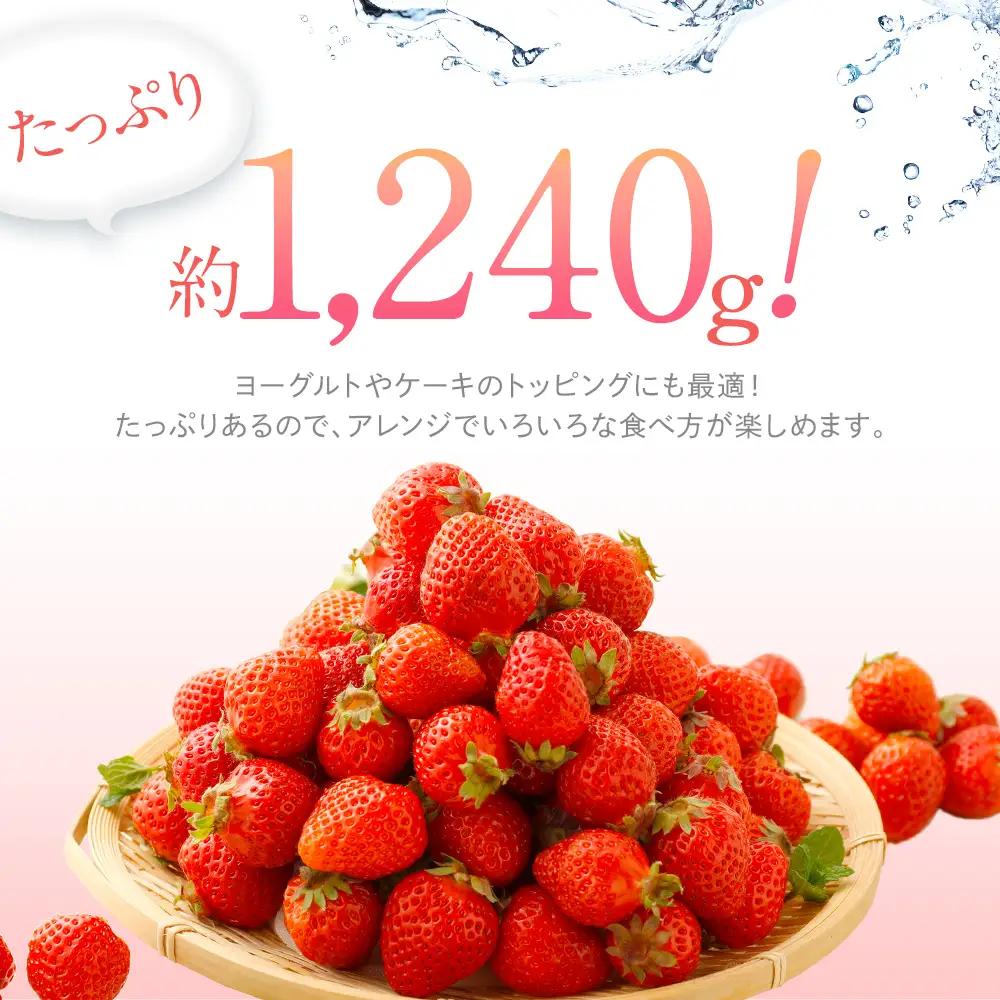 訳あり 小粒いちご あまおう 合計約1240g 約310g×4パック【2027年2月より順次発送】 いちご