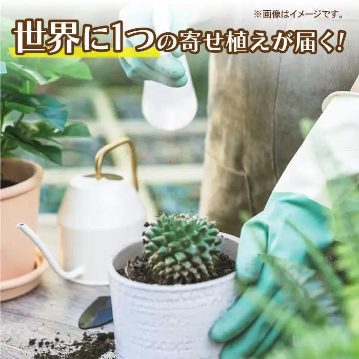 多肉植物 籠寄せ / かわいい インテリア 多肉植物[AFAT002]