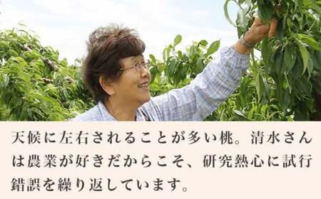 あかつき 約3kg 7～12玉 ［小布施屋］ 桃 もも モモ フルーツ 果物 令和8年産 【2026年7月末頃～8月上旬発送】[A-4]