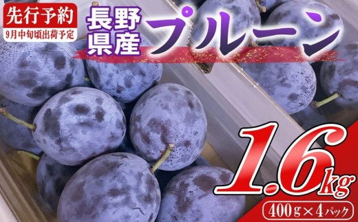 [2026年発送]【9月上旬～中旬発送】信州 佐久市産 プルーン 約1.6kg（400g×4パック）（北海道・沖縄・離島は配送不可）サンプルーン 果物 フルーツ くだもの 生プルーン 産地直送 旬彩 [やなぎさわ農園]