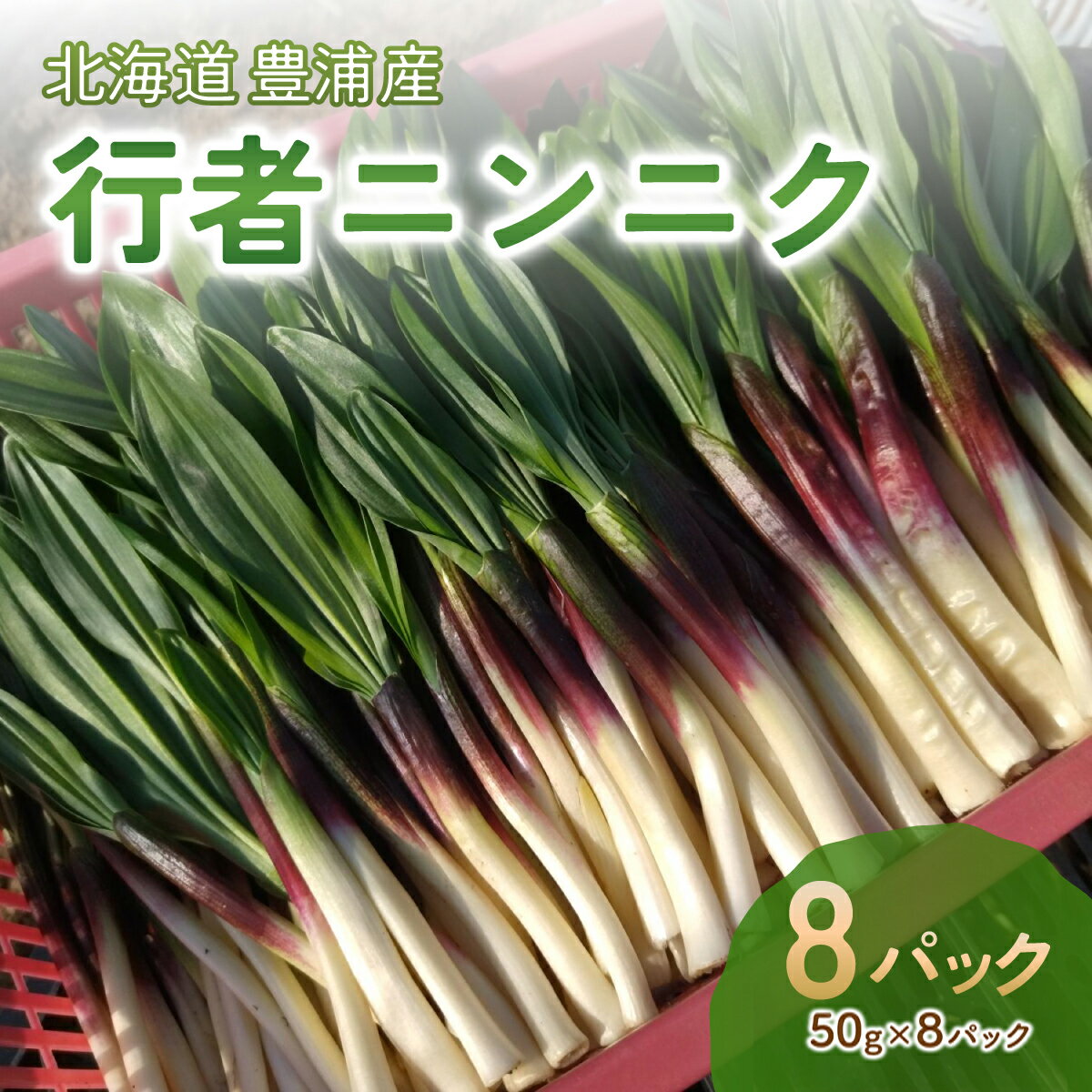 【ふるさと納税】 【令和8年2月上旬以降発送】行者ニンニク 50g×8パック 北海道 豊浦町産 アイヌネギ ヒトビロ キトビロ 【 ふるさと納税 人気 おすすめ ランキング ギョウジャニンニク 行者 にんにく 山菜 おいしい 北海道 豊浦町 送料無料 】 TYUK004