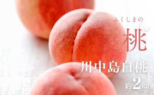 No.2993 「川中島白桃」約2kg(5～7玉)【2025年発送】