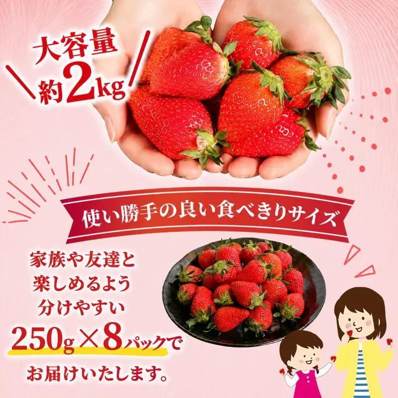 いちご やよいひめ 計2kg 【いちご】