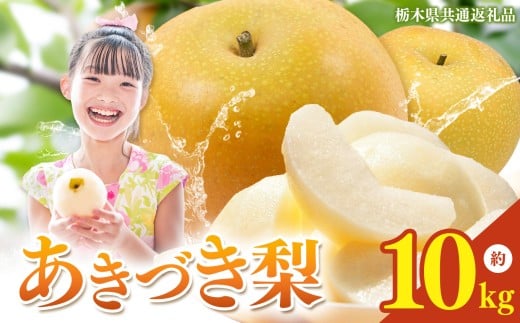 栃木県産 梨 あきづき 10kg 【2026年先行予約】| 秋月 なし ナシ 完熟 果物 フルーツ プレゼント ご褒美 お取り寄せ 贈答 おいしい ジューシー 数量 限定 栃木県産 栃木県 真岡市 減農薬 送料無料