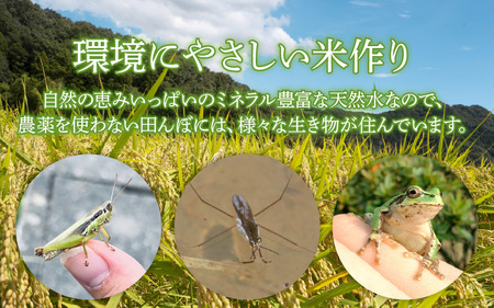 【定期便6回】伊与衛門農園の自然栽培コシヒカリ精米 5kg×6回  伊与衛門農園の特別栽培米 令和5年産＜温度と湿度を常時管理し新鮮米を出荷！＞ / 米 白米 自然の力 高品質 鮮度抜群 ブランド米 