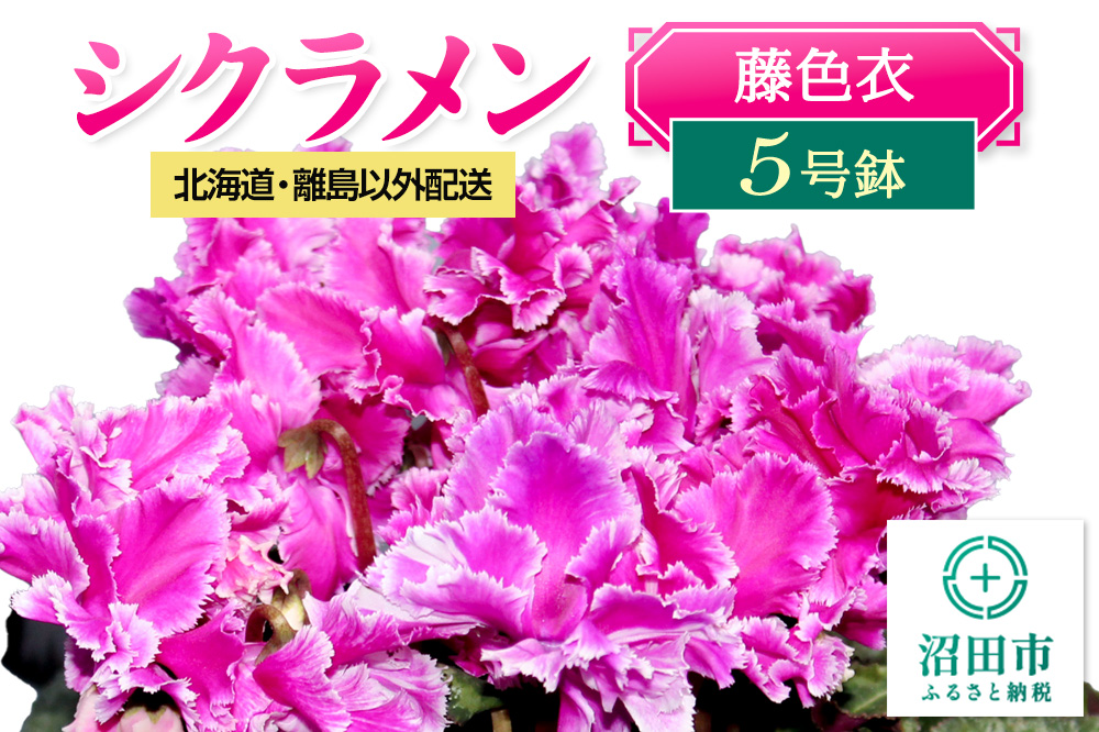 《12月上旬〜下旬発送》北海道・離島以外配送 シクラメン5号鉢 藤色衣 [多年草 しくらめん シクラメン]