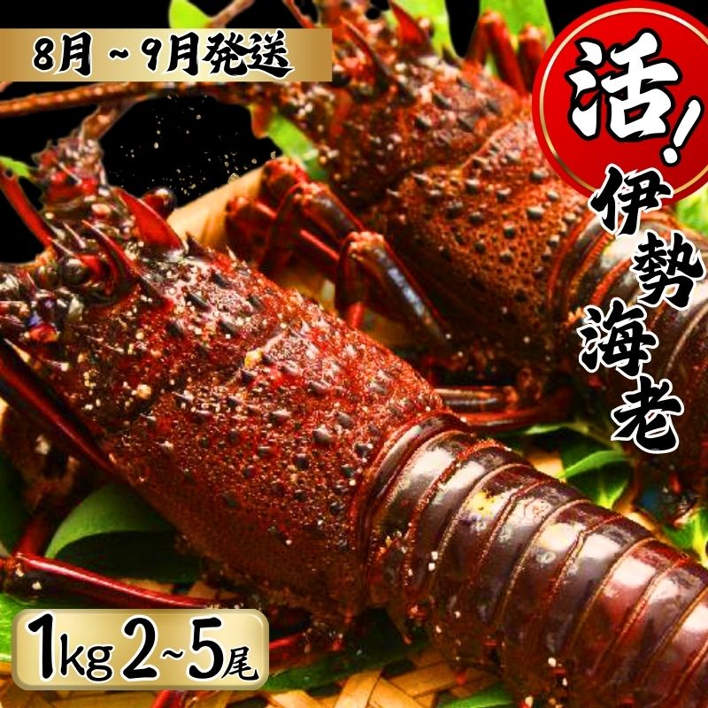 【ふるさと納税】 【8月上旬〜9月下旬発送】 【漁師直送／生】 伊勢海老 （1kg／2〜5本）