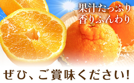 不知火 秀品・優品混合/サイズ混合 5kg 中畑農園 しらぬい 柑橘