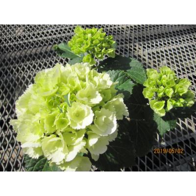 ふるさと納税 朝日町 あじさい詰め合わせ4号鉢×8鉢入(3〜4品種) |  | 03