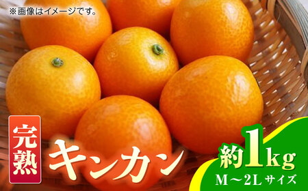 【先行予約】完熟 キンカン 約1kg 【くまふる】[ZBG079]