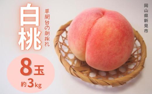 草間台の朝採れ白桃1箱 約3kg 8玉 【先行予約 2026年7月下旬から発送】