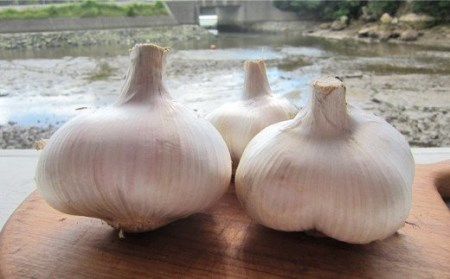 【7月先行予約】【匂わない！大きなぷっくりニンニク】【限定数量】無農薬！こだわりのジャンボニンニク  (まるごと) 五島市/ぷらっと農園 [PDS003]