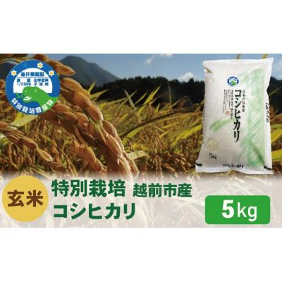 ふるさと納税 越前市 【先行受付】令和8年産 特別栽培 コシヒカリ　玄米　5kg