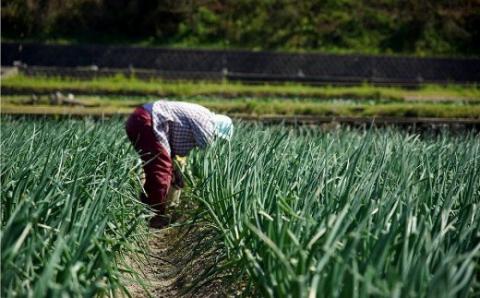 ◆配送５月中旬～６月下旬＼希少！ケンちゃんファームの特別栽培真っ白な白たまねぎ　5キロ～ひょうご安心ブランド認証取得～