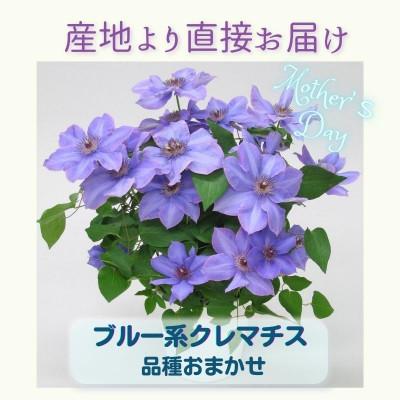 ふるさと納税 北茨城市 【長谷川園芸】北茨城産 品種おまかせブルー系クレマチス 5寸 ※5/1〜5/7発送