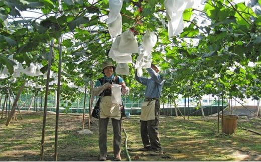 ぶどう 2026年  ニュー ピオーネ 2房（1房500g前後）産地直送 岡山県産 果物 ギフト たけまさぶどう園