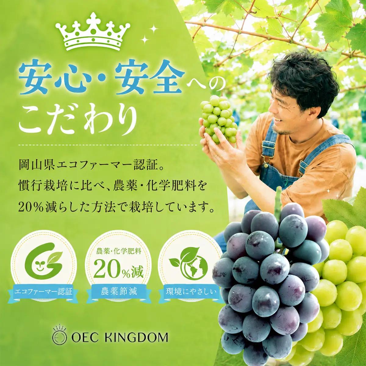 ぶどう 2026年［ご家庭用］ シャイン マスカット 2房（合計1kg以上）  ブドウ 葡萄  岡山県産 国産 フルーツ 果物 OEC KINGDOM ぶどう家 果物類