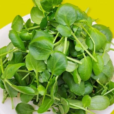 ふるさと納税 播磨町 食用のエディブルフラワー(生花×4パック・ドライ×1袋)・サラダクレソン×1袋【Dセット】 |  | 02