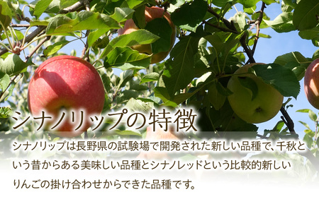 先行予約 りんご シナノリップ 約3kg 2024年 令和6年度発送分 リンゴ 林檎 長野 フルーツ 果物 信州産 長野県産 特産 産地直送 おすすめ