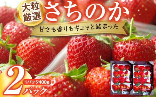 
            大粒厳選さちのか　希少いちご　神奈川県産　苺　２パック入り
          