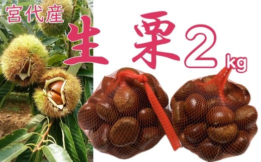 折原農園の生栗（2L～3Lサイズ）　2kg