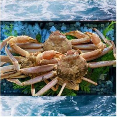 ふるさと納税 若桜町 【活き】ご自宅用　松葉ガニ　中　3枚(1枚500〜640g前後)