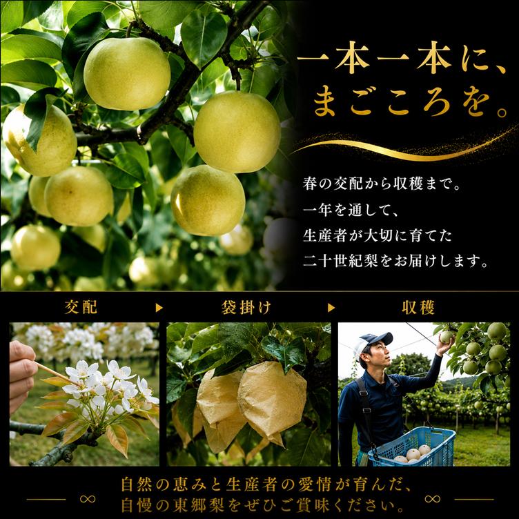 梨 なし 二十世紀梨 5kg 東郷 (4M.)| 二十世紀 鳥取県 湯梨浜町 果物 フルーツ 特産品