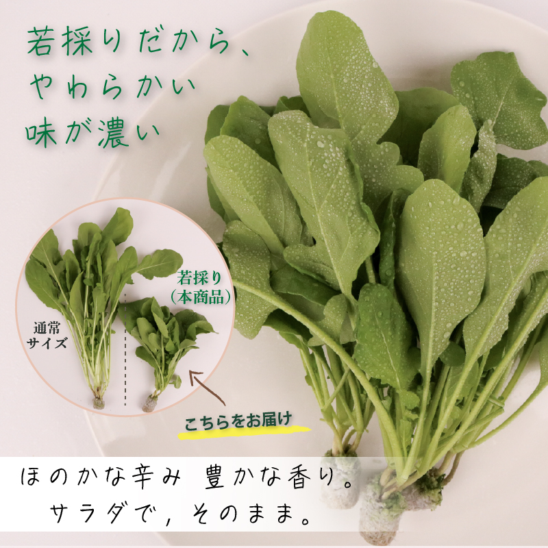 葉野菜 若採り サラダ ルッコラ ジュニア | ベビー ほうれんそう ホウレンソウ 水菜 ミズナ 生食 野菜 セット 新鮮 健康 人気 おすすめ 高知県 南国市