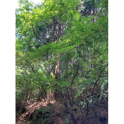 ふるさと納税 丹波篠山市 丹波篠山産間伐材使用　クロモジハーバルウォーターセット |  | 03