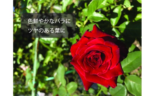 園芸バラ女子セット バラ専用の土改良材と栄養スプレ