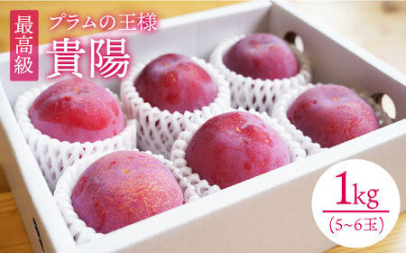 【 プラム の王様】 貴陽 （きよう）約1kg（5～6玉）＜竹嶋農園＞ [CEB001] すもも スモモ 桃 プラム 貴陽 果物 フルーツ
