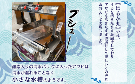天然 あわび 約600g 海水パックにて活きたままお届け！あわび  [m36-d001]
