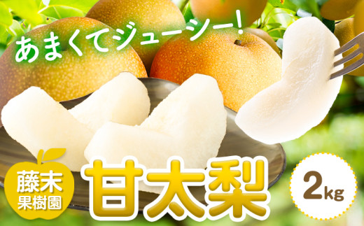 【2026年先行予約】梨 甘太梨 約2kg 藤末果樹園 《9月中旬-9月下旬頃出荷》 熊本県 荒尾市 梨 なし 果物 フルーツ デザート かんたなし 送料無料
