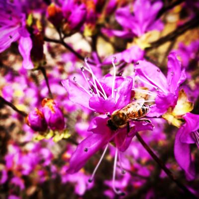 ふるさと納税 上郡町 【抗生物質不使用】【非加熱】蜂助の季節のはちみつセット　240g×2本 |  | 03