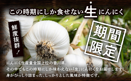 加工用 訳あり 生にんにく 約2kg【2024年5月上旬～2024年6月上旬配送】【T006-285】