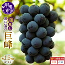 【ふるさと納税】 巨峰 種無し 約1.5kg 選べる配送方法 常温 冷蔵 甲州市産 2025年発送 黒ぶどう 黒い宝石 果物 くだもの フルーツ 葡萄 ぶどう 種なし 旬 山梨県産 ブドウ 数量限定 期間限定 贈答 ギフト 家庭用 8月 9月 発送 （MG）