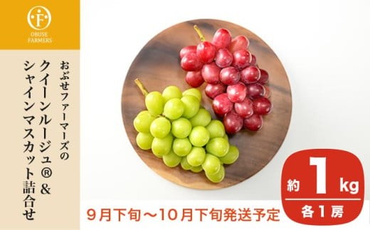 
                  クイーンルージュ_ ＆シャインマスカット 詰合せ 各1房 約1kg ［おぶせファーマーズ］ 果物 フルーツ くだもの ぶどう 葡萄 ブドウ クール便 冷蔵便 令和8年産 【2026年9月下旬～10月下旬発送】 ［F-541］
                