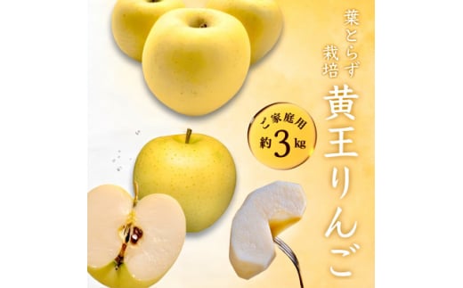 [先行受付] 青森県産 黄王 ご家庭用 約3kg 青森りんご【1147282】