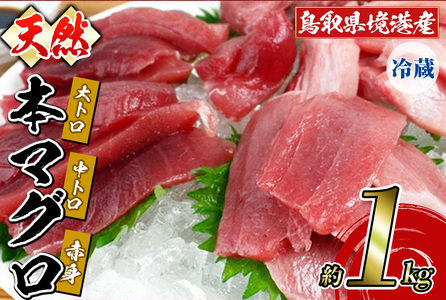 ＜6月中旬～下旬順次発送＞鳥取県境港産 本マグロ(合計1kg前後)国産 魚介 海鮮 海の幸 まぐろ マグロ 鮪 大トロ 中トロ 天然 冷蔵【sm-BN002】【三光水産】