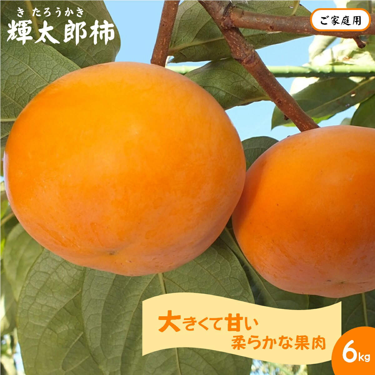 【ふるさと納税】先行受付【ご家庭用】輝太郎柿 6kg きたろうがき【25-014-014】JA鳥取西部 別所共同選果場 先行予約 フルーツ 果物 くだもの カキ 6キロ 糖度 数量限定 期間限定 お取り寄せ 産地直送 鳥取県 米子市【10月上旬～10月下旬お届け】