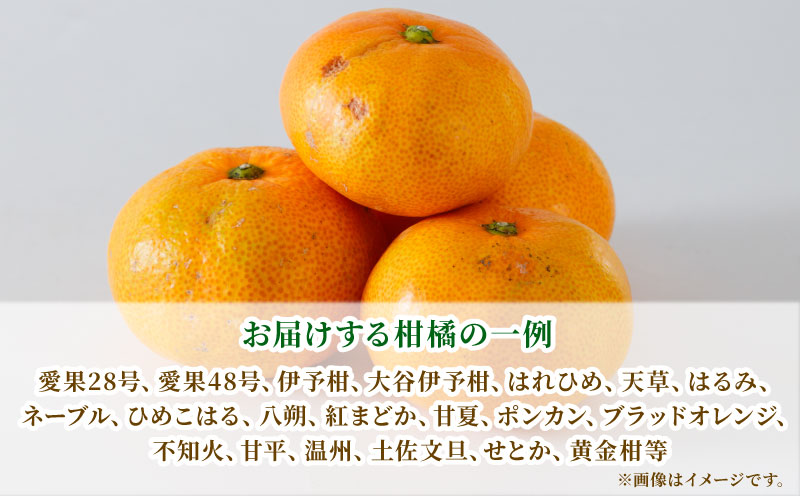 訳あり 季節 の みかん 詰合せ 約 4kg 矢野青果 フルーツ 詰め合わせ セット 柑橘 ミカン 蜜柑 mikan 果物 くだもの 愛媛みかん 愛媛蜜柑 濃厚みかん 産地直送 数量限定 国産 愛媛 