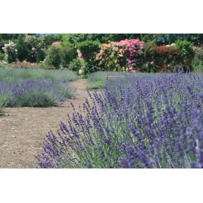 ふるさと納税 小諸市 【オーガニック化粧水】　ラベンダーウォーター(グロッソ)200ml　 |  | 01