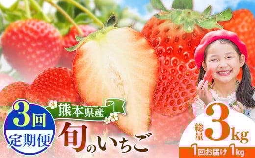【定期便3回】 旬のいちご 約1000g｜ 果物 くだもの フルーツ いちご 苺 イチゴ 定期便 熊本県 玉名市