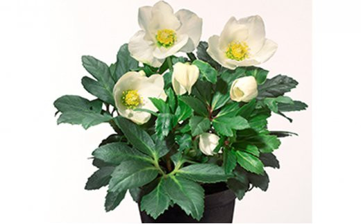 
            花 クリスマス ローズ バラ 薔薇 開花 株 4.5号 鉢植え 純白 ニゲル 季節 冬 ガーデニング ガーデン 庭 贈答 プレゼント ギフト 先行予約 2024年12月発送開始 オンライン決済限定 [4905550]
          