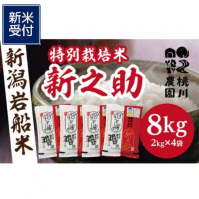 ふるさと納税 村上市 【新米受付・令和8年産米】【精米即日発送】村上市桃川産 特別栽培米 新之助8kg NAB4037 |  | 01