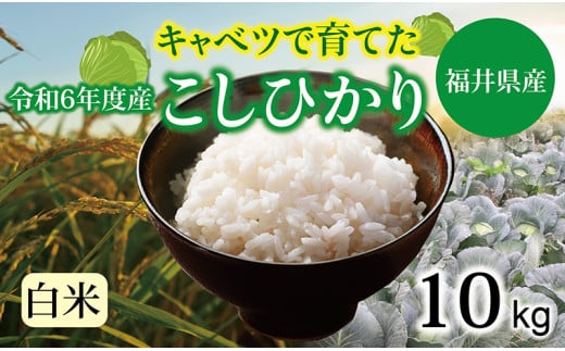 【令和６年度】 福井県産 キャベコシヒカリ 10kg