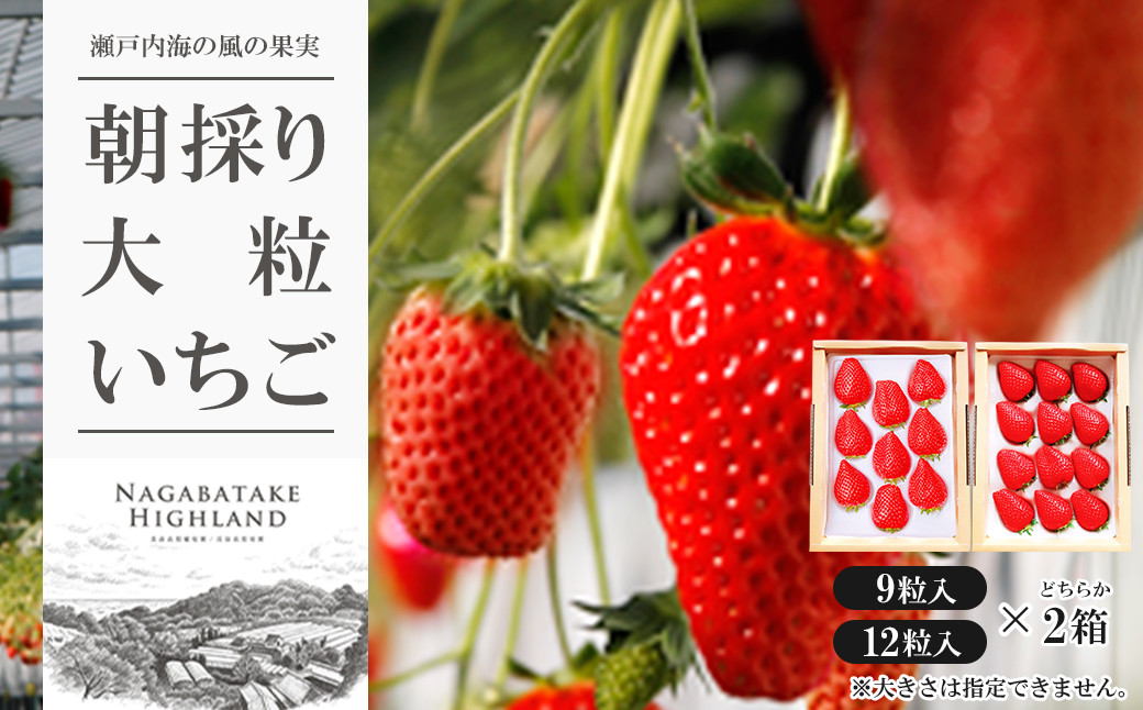 
長畠高原苺園 朝採り大粒いちご【1月より順次出荷・お届け日指定不可】
