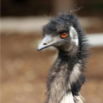 ふるさと納税 基山町 【2ヵ月毎定期便】エミュー肉 しゃぶしゃぶ用全3回 |  | 03