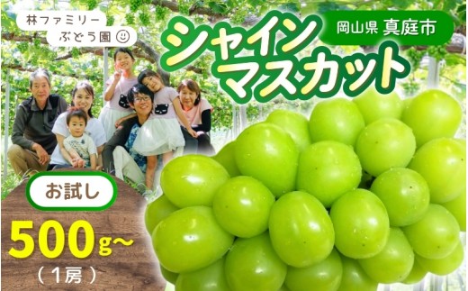 
                  シャインマスカット【2026年先行予約】朝どれ当日発送 お試し 1房 500g以上 ｜ シャインマスカット 果物 フルーツ マスカット ますかっと くだもの 先行予約 ブドウ 葡萄 ぶどう 真庭市　シャインマスカット しゃいんますかっと ぶどう シャインマスカット マスカット しゃいんますかっと 果物 フルーツ 新鮮 種なし 皮ごと 林ファミリーぶどう園 岡山 真庭市 【hfbd009-01】
                