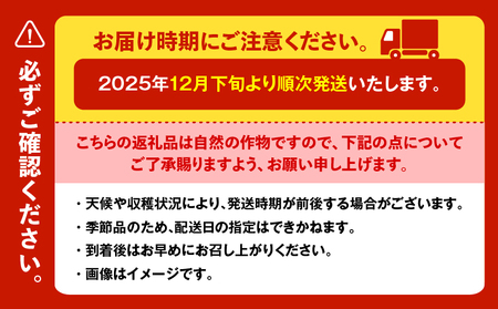 オリジナルBOX 入り 希少 な 三浦大根 1本 M109-003 大根 オリジナルボックス 幻 おでん ぶり大根 農業協同組合 ふるさと納税 神奈川県 三浦市 おすすめ ランキング プレゼント ギフ